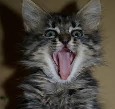 tiny cat breeds