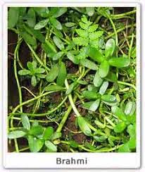 brahmi leaves