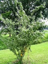 pictures of different plum trees