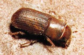 bark beetle