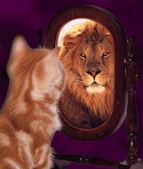 lions pics