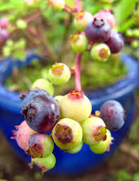 dwarf blueberries
