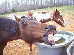 funny horses