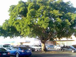 mission fig tree