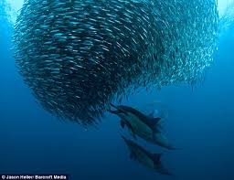 dolphins sharks