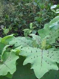 bed of nails plant