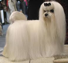 maltese pics