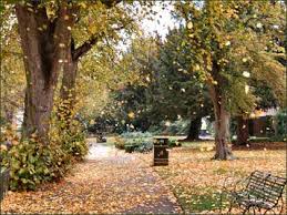 autumn leaves are falling