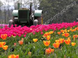 tulips gardening