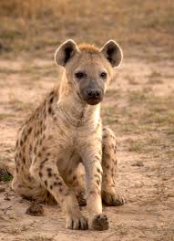 pictures of hyenas
