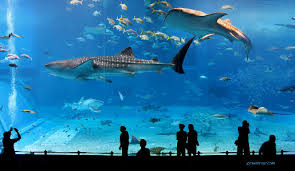 aquarium film