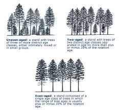 tree species