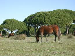 italian horses