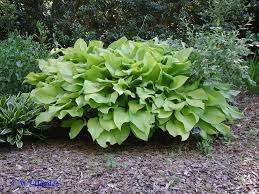 green wedge