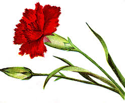 small flower clipart