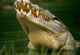 croc teeth