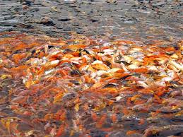 koi gold fish