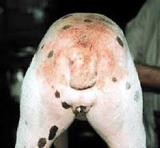 canine fleas