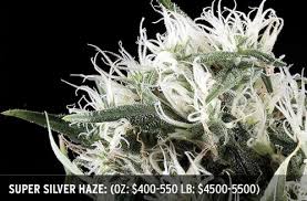 marijuana strains