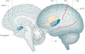social cognition