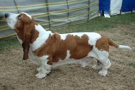 basset hound dog