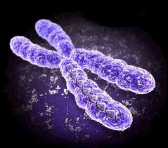http://t0.gstatic.com/images?q=tbn:WpG86V_efJnEPM:http://www.virtualsciencefair.org/2005/anna5m0/public_html/images/chromosome.gif