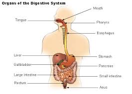 picture of the digestive system