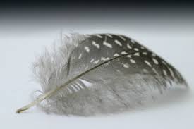 feather picture