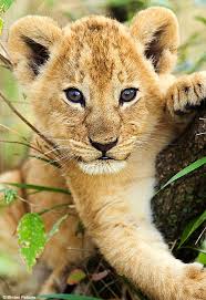 lions king