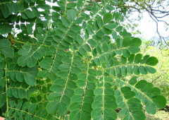 albizia guachapele