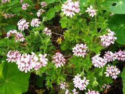 rose geranium plant