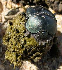 dung beetle