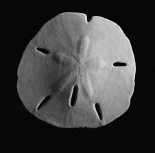sand dollars
