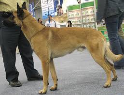 belgian malinois dog