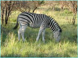 south africa animals