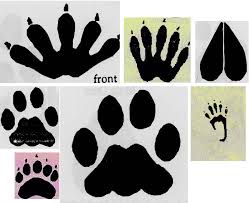 bobcat paw print