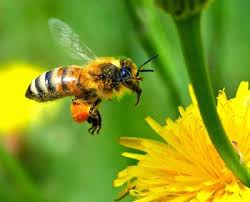 big bees
