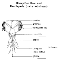 bee biology