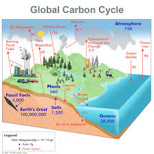 carbon cycling