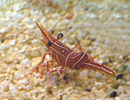 peppermint shrimp