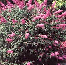 buddleia davidii