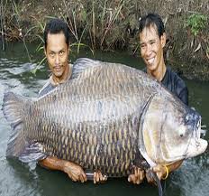 giant fish pictures