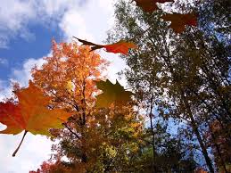 autumn leaves are falling