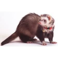 marshalls ferret farm