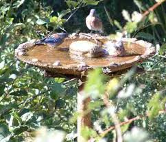 birds bath
