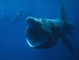 largest shark pictures