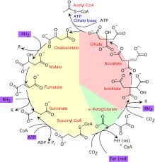 Figure 2 - The reductive TCA