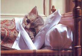 Sick_cat_1