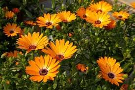 african daisy