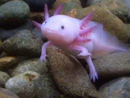 photos of fish